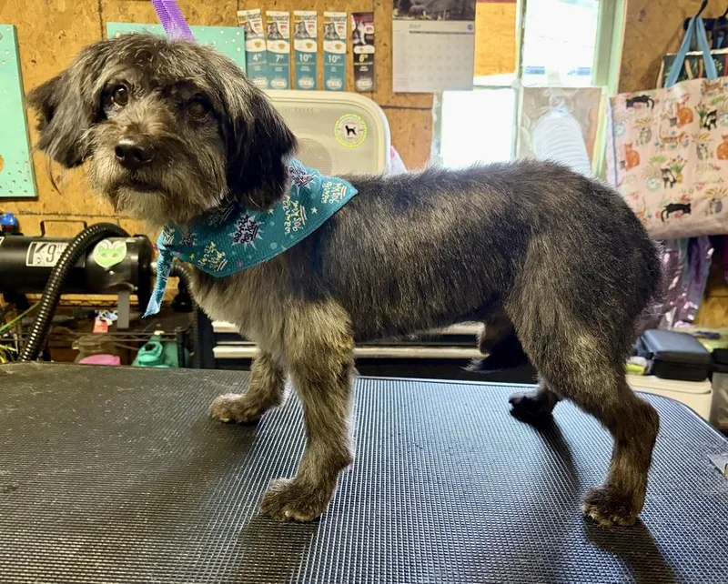 An adult small-sized male Mixed Breed dog named Nelson for adoption in Columbus, OH