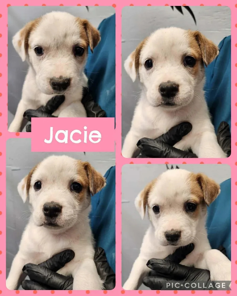 A baby medium-sized female White / Cream Labrador Retriever dog named Jacie for adoption in Ringwood, NJ