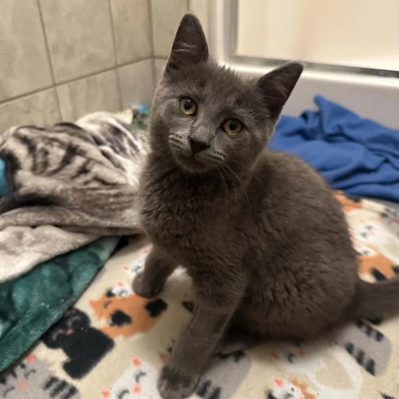 A baby medium-sized male Gray / Blue / Silver Domestic Short Hair cat named Crunch Wrap Supreme for adoption in Candler, NC