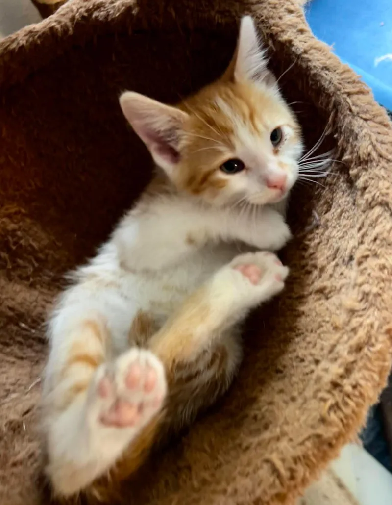 A baby small-sized male Orange & White Domestic Short Hair cat named Elton John for adoption in Bloomsdale, MO