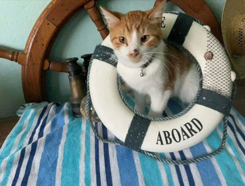 A young medium-sized male Orange & White Domestic Short Hair cat named Sampson for adoption in Sauk City, WI
