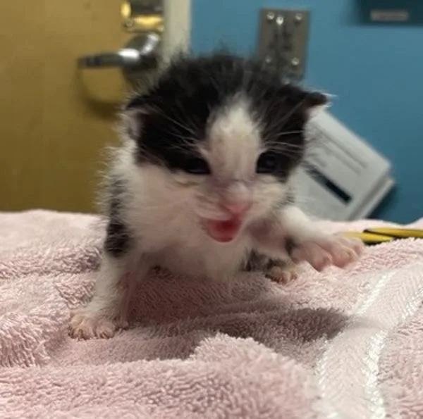 A baby small-sized male Domestic Short Hair cat named Trout for adoption in Oceanside, CA