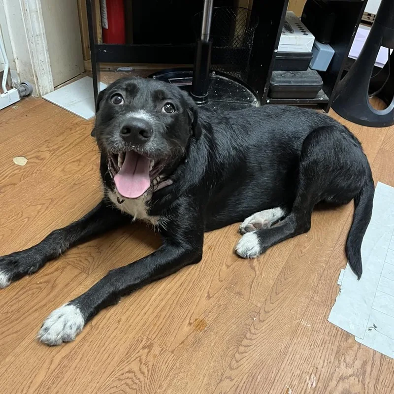 An adult large-sized female Terrier dog named Molly for adoption in North Myrtle Beach, SC