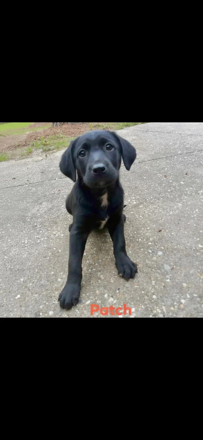 A baby medium-sized male Catahoula Leopard Dog dog named Patch for adoption in seaside heights, NJ