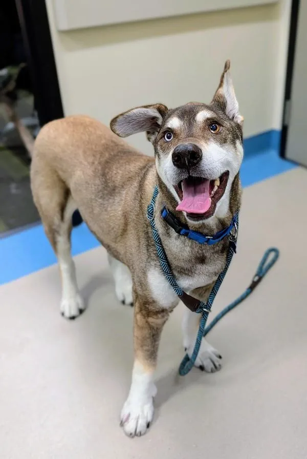 A senior large-sized male Siberian Husky dog named Flash for adoption in San Diego, CA
