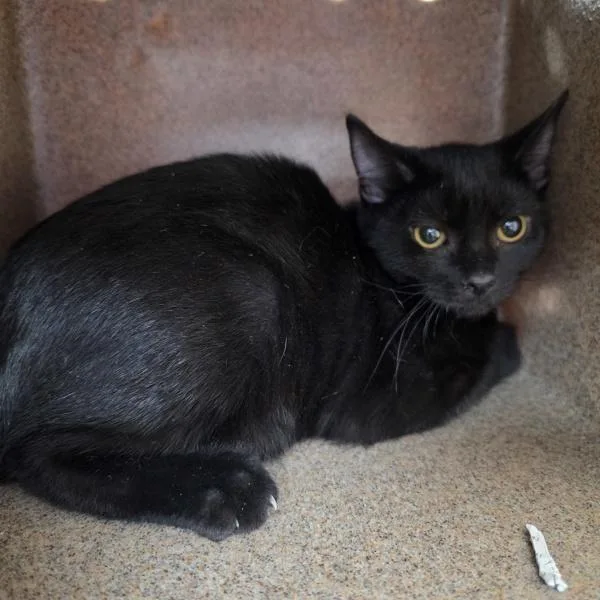 A baby medium-sized male Domestic Short Hair cat named Bentley for adoption in Des Moines, IA