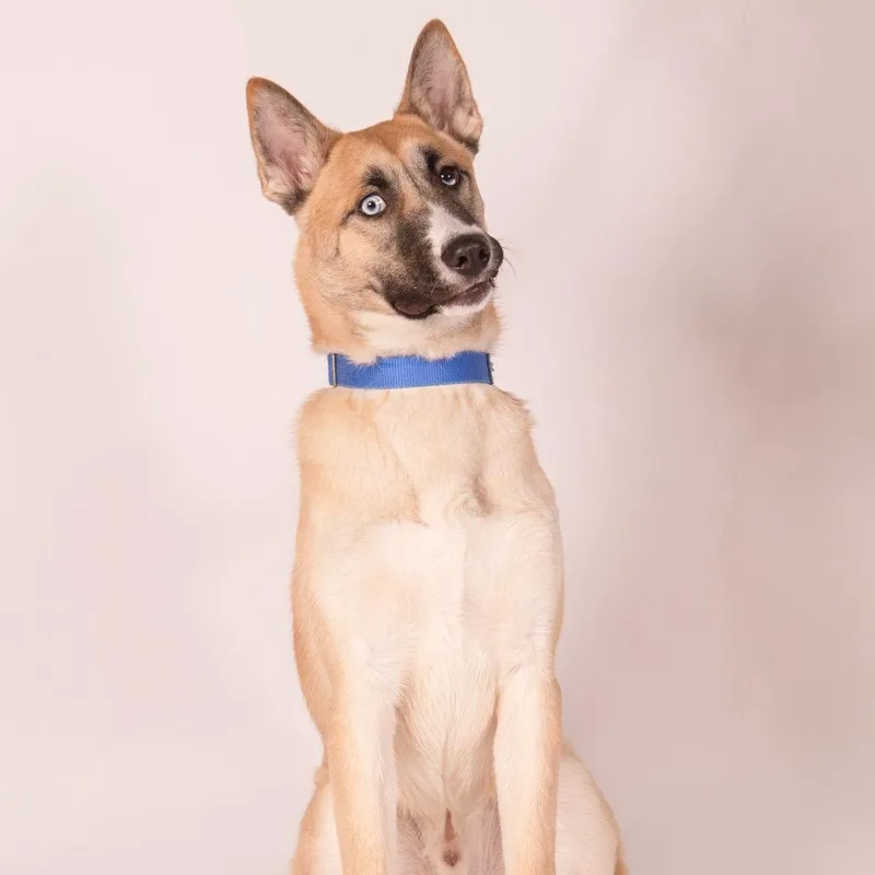 Tiny Tim thumbnail 2