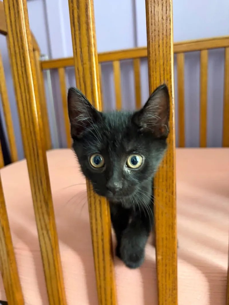 A baby medium-sized male Black Domestic Short Hair cat named Teddy for adoption in Brick, NJ