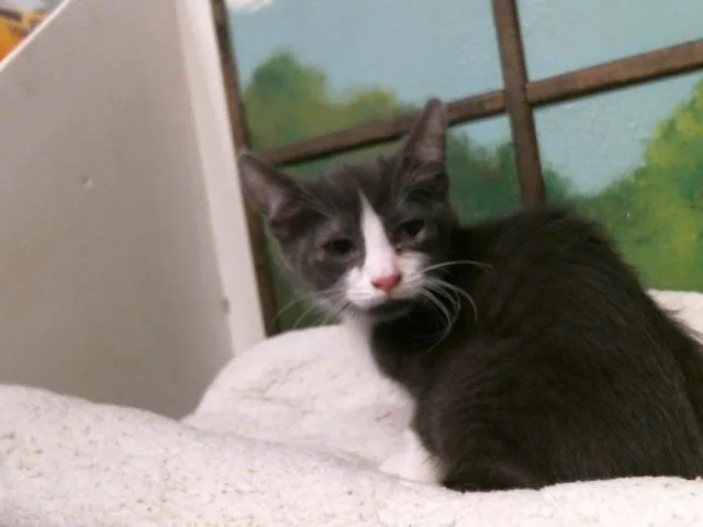 A baby small-sized male Domestic Short Hair cat named Cloud for adoption in Houston, TX