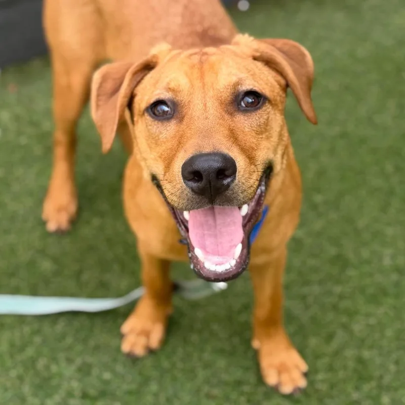 A young medium-sized male Red / Chestnut / Orange Mixed Breed dog named Boombox for adoption in Asheville, NC