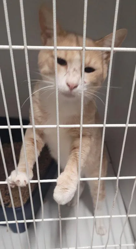 An adult medium-sized male Tabby cat named Chandler for adoption in MONTGOMERY, TX