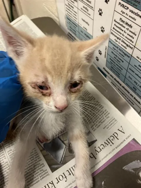 A baby small-sized male Domestic Short Hair cat named Tofu for adoption in Long Beach, CA