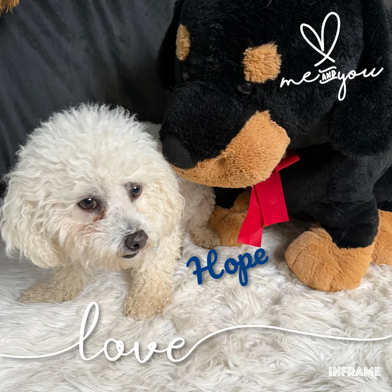 An adult small-sized female White / Cream Bichon Frise dog named Hope for adoption in Fredericksburg, VA