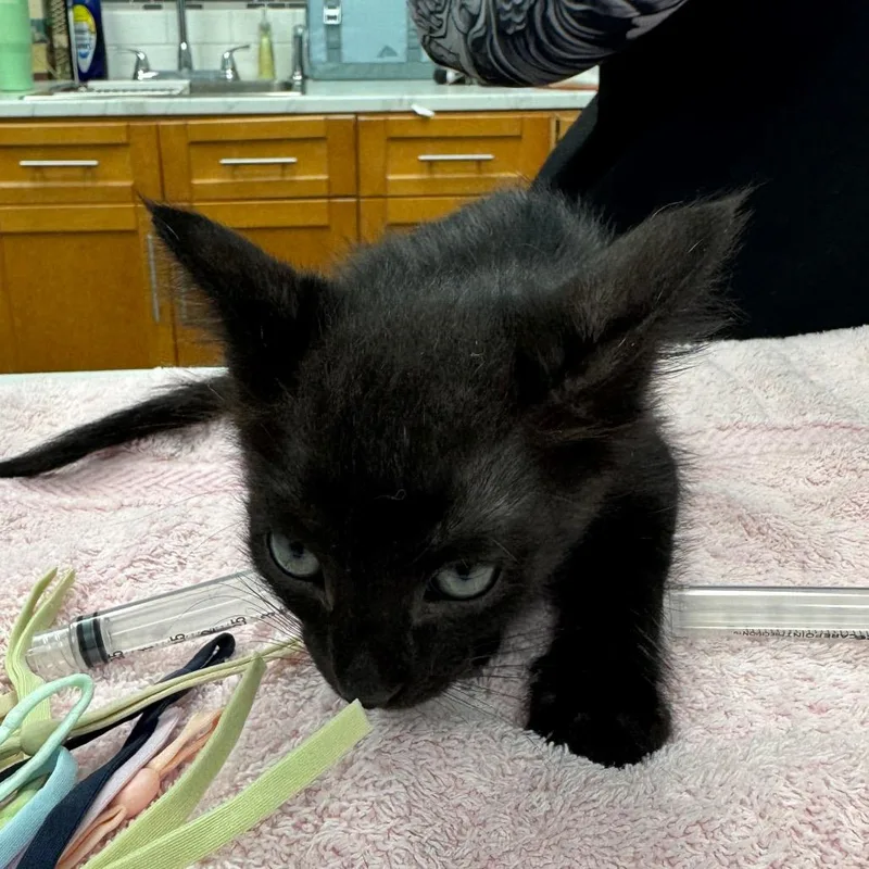 A baby small-sized male Black Domestic Short Hair cat named Melon for adoption in Lauderhill, FL