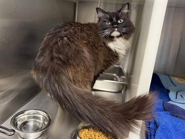 An adult medium-sized female Domestic Long Hair cat named Nori for adoption in Colorado Springs, CO