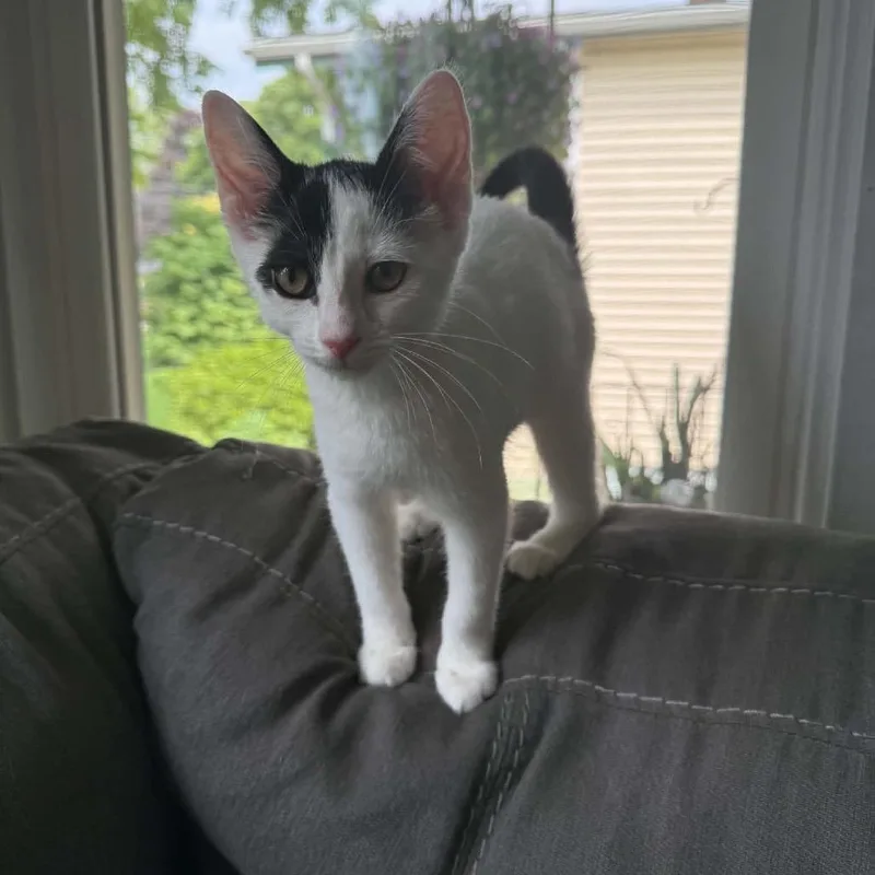A baby small-sized female White Domestic Short Hair cat named Pixie ARC for adoption in Akron, NY