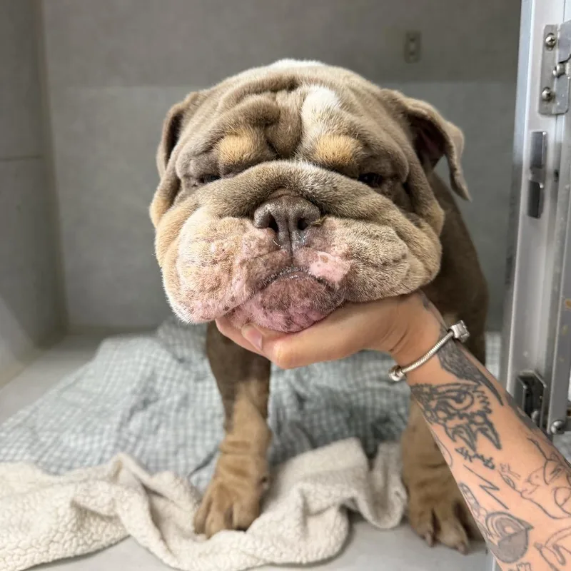 Samson