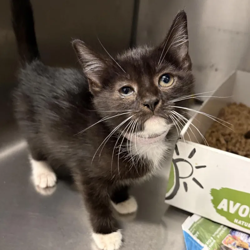 A baby small-sized female Black Domestic Short Hair cat named Tux for adoption in Marshall, VA