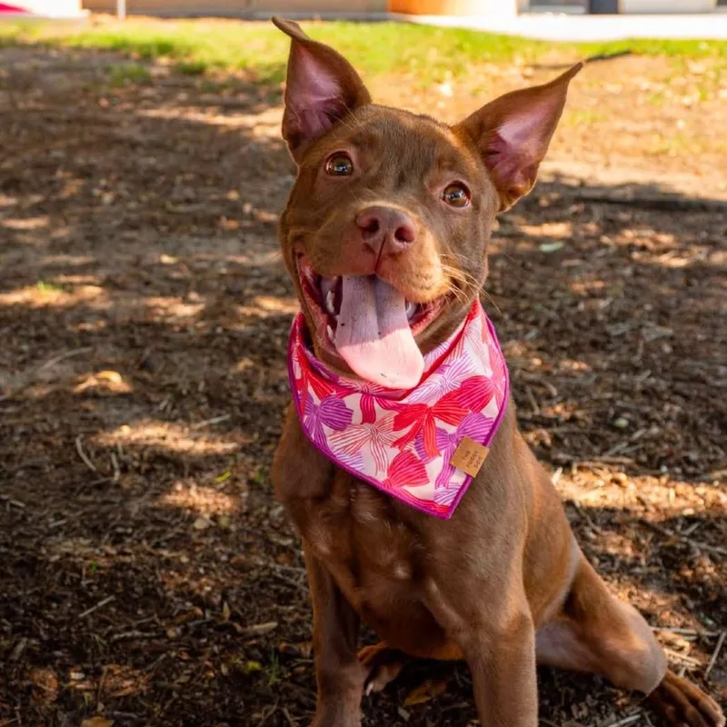 A baby medium-sized female Brown / Chocolate Pit Bull Terrier dog named Sookie for adoption in East Hanover, NJ