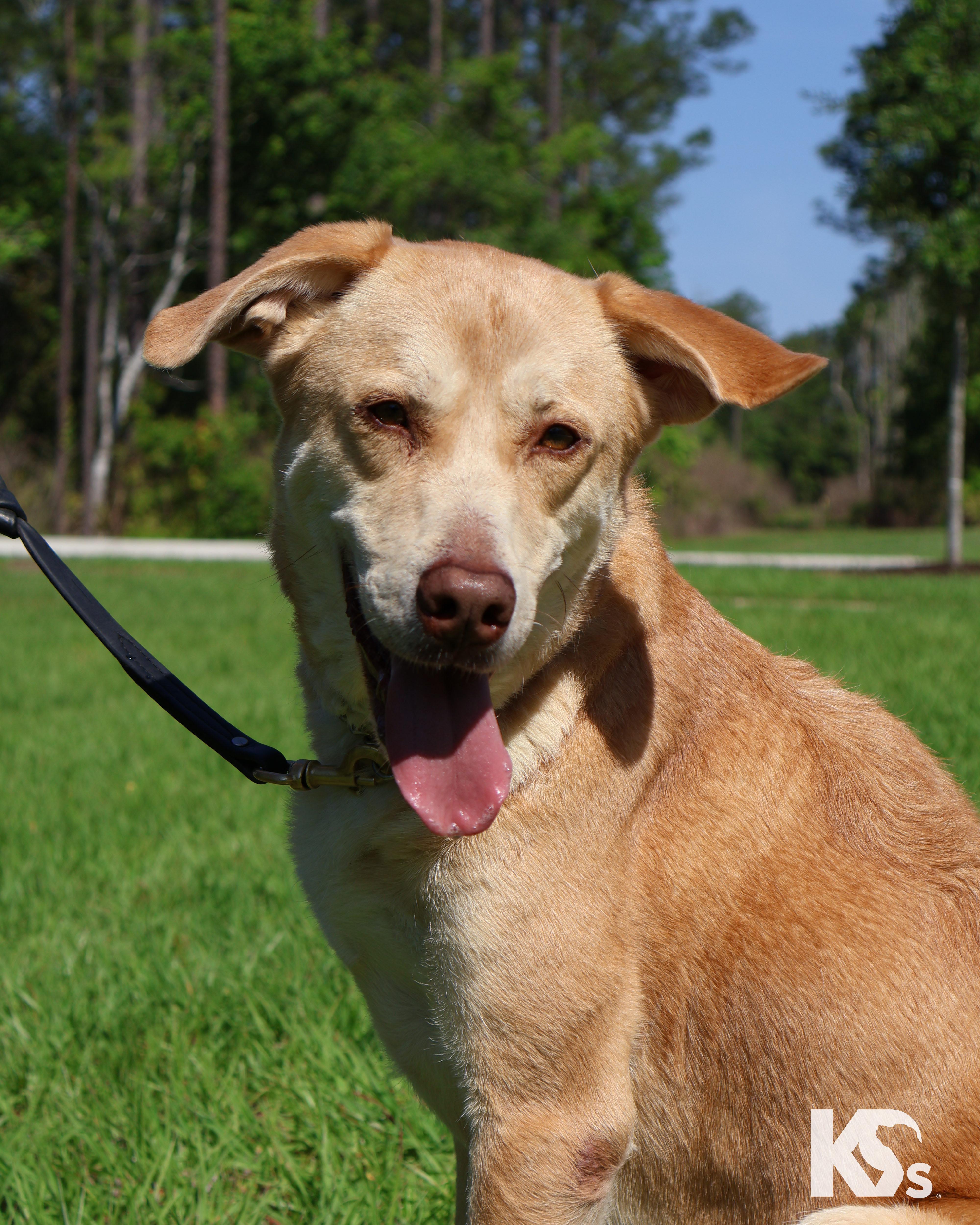 An adult medium-sized female Apricot / Beige Yellow Labrador Retriever dog named Paprika for adoption in Ponte Vedra, FL