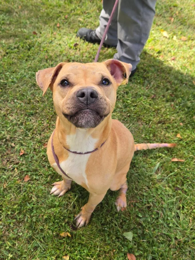 A young medium-sized male Red / Chestnut / Orange Pit Bull Terrier dog named Yoda for adoption in Trenton, NJ