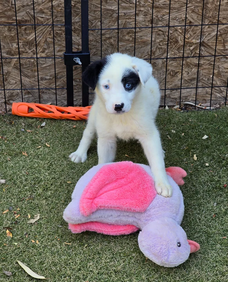A baby medium-sized female Australian Cattle Dog / Blue Heeler dog named Cerulean for adoption in Apache Junction, AZ