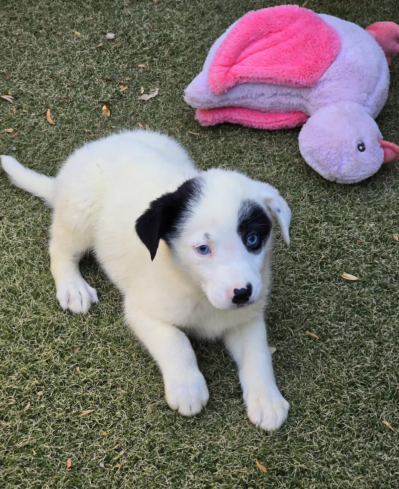 Cerulean thumbnail 2