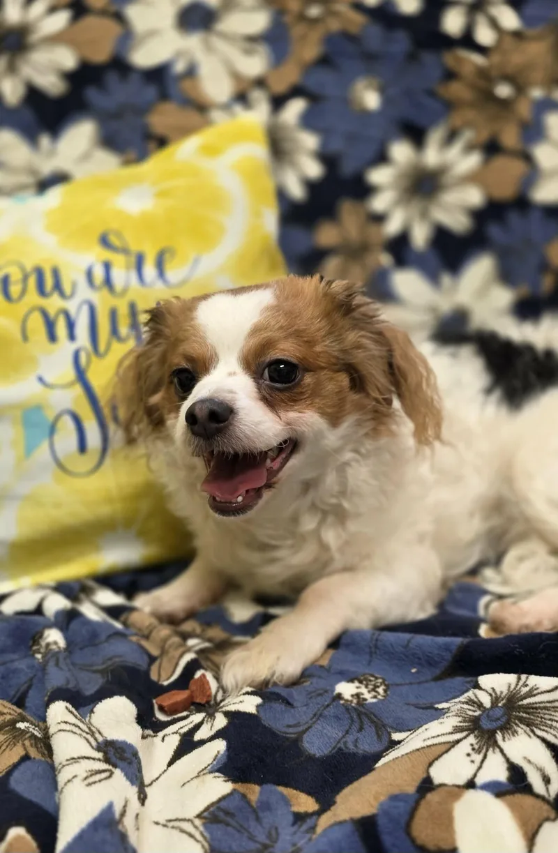 Florence thumbnail 2