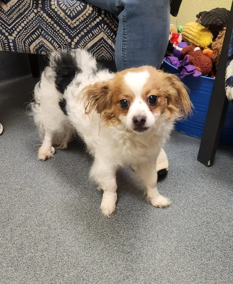 Florence thumbnail 3