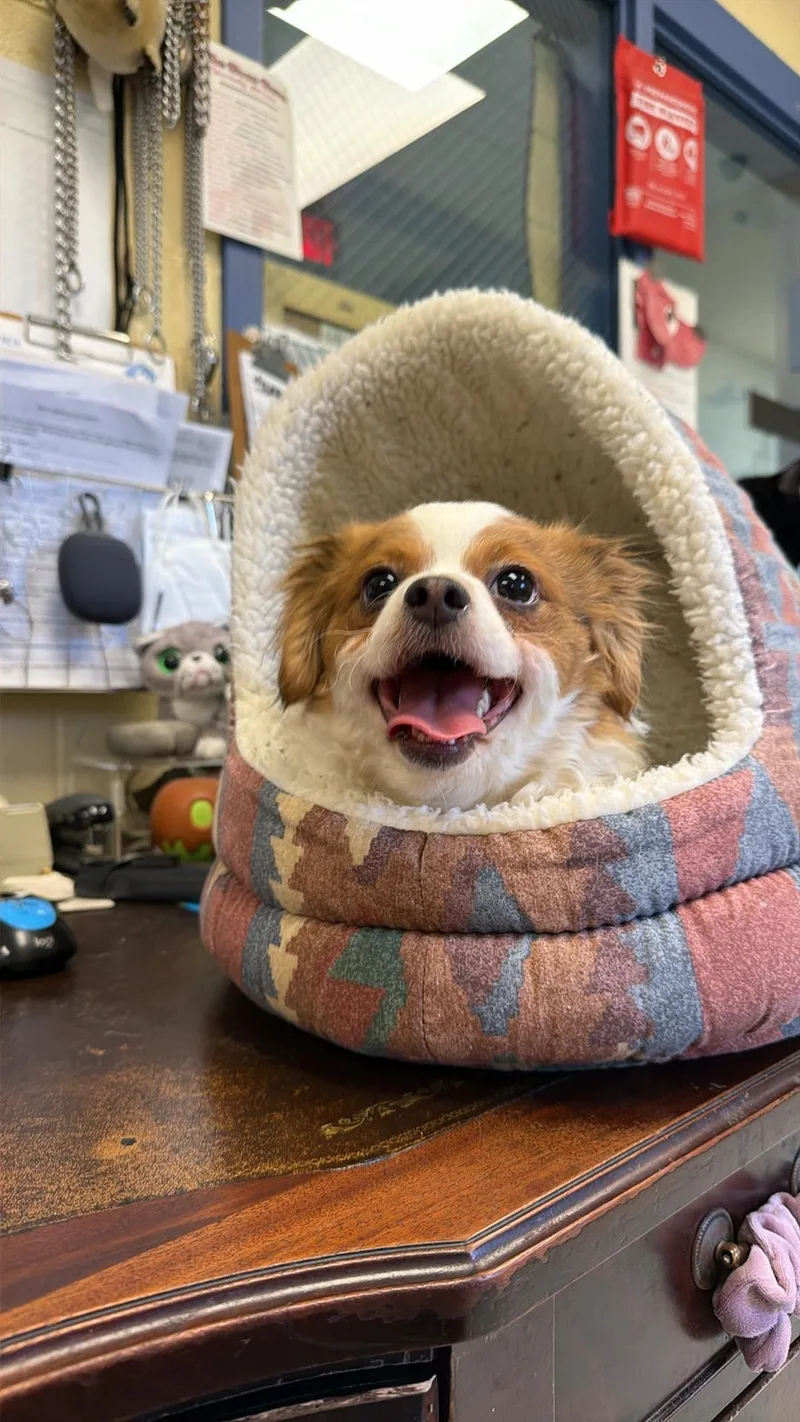 Florence thumbnail 4