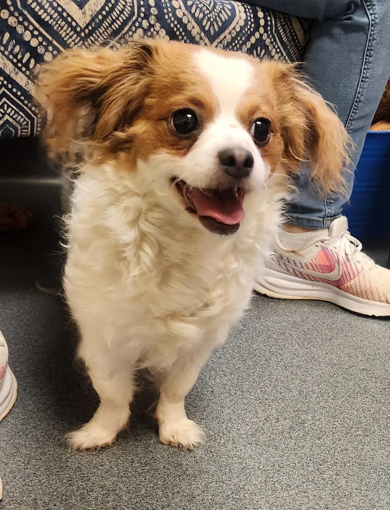 Florence thumbnail 5