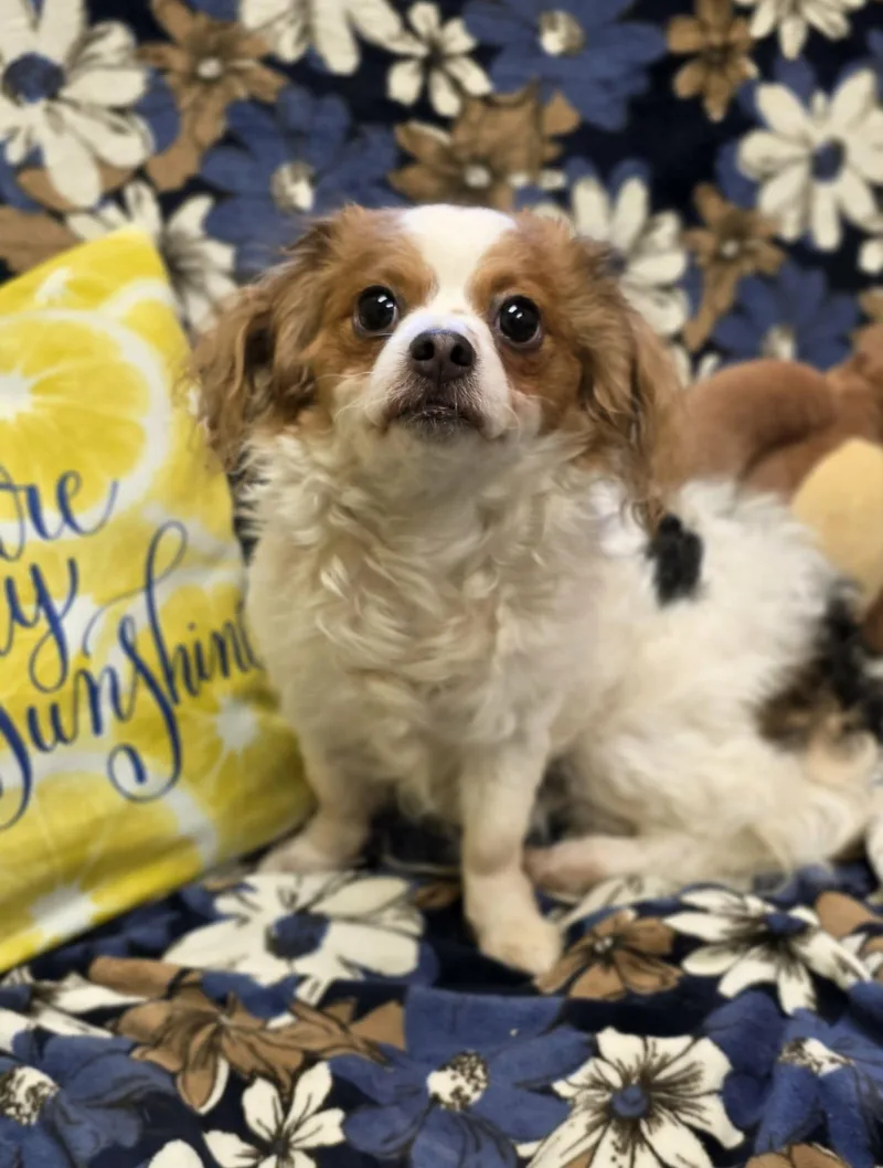 Florence thumbnail 6