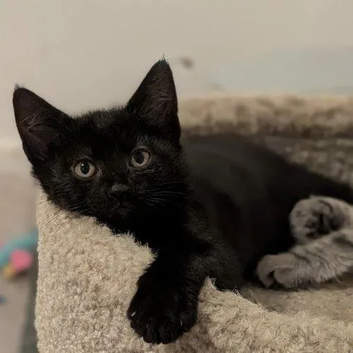 A baby small-sized male Domestic Short Hair cat named Mario for adoption in Knoxville, TN
