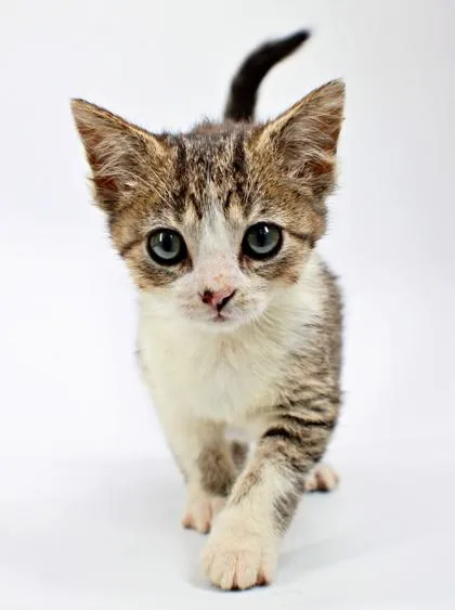 A baby small-sized male Domestic Short Hair cat named Kevin for adoption in Morton Grove, IL