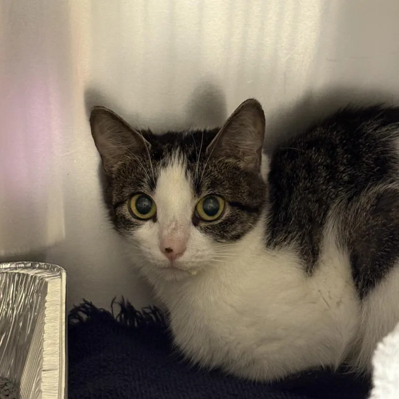 A young medium-sized female Black Domestic Short Hair cat named Chiffon for adoption in Asheville, NC