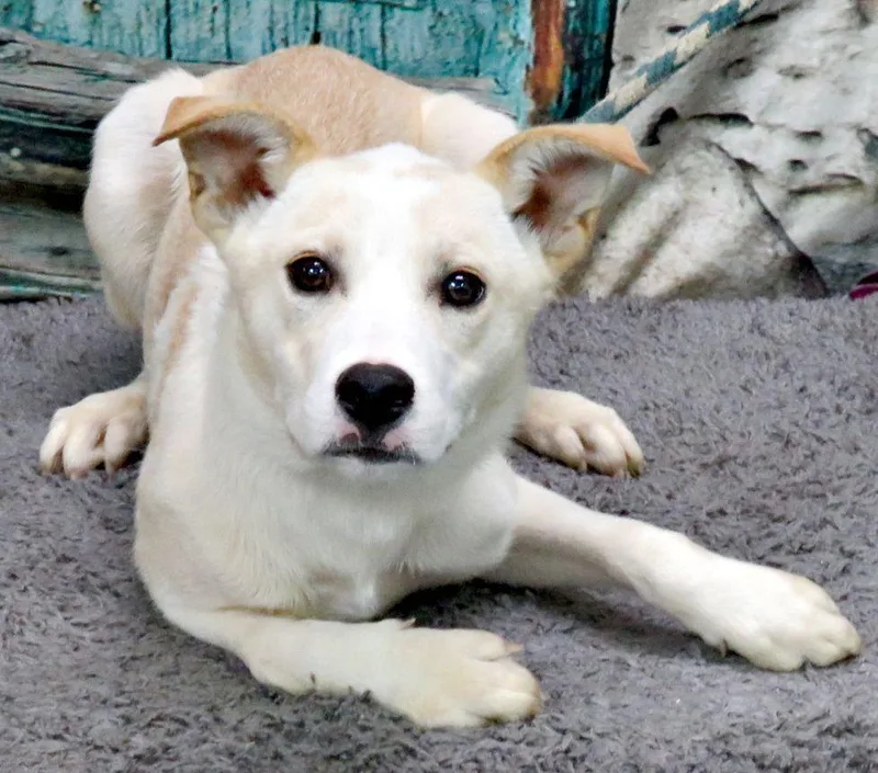 A young medium-sized male White / Cream Labrador Retriever dog named Conner for adoption in Lexington, VA