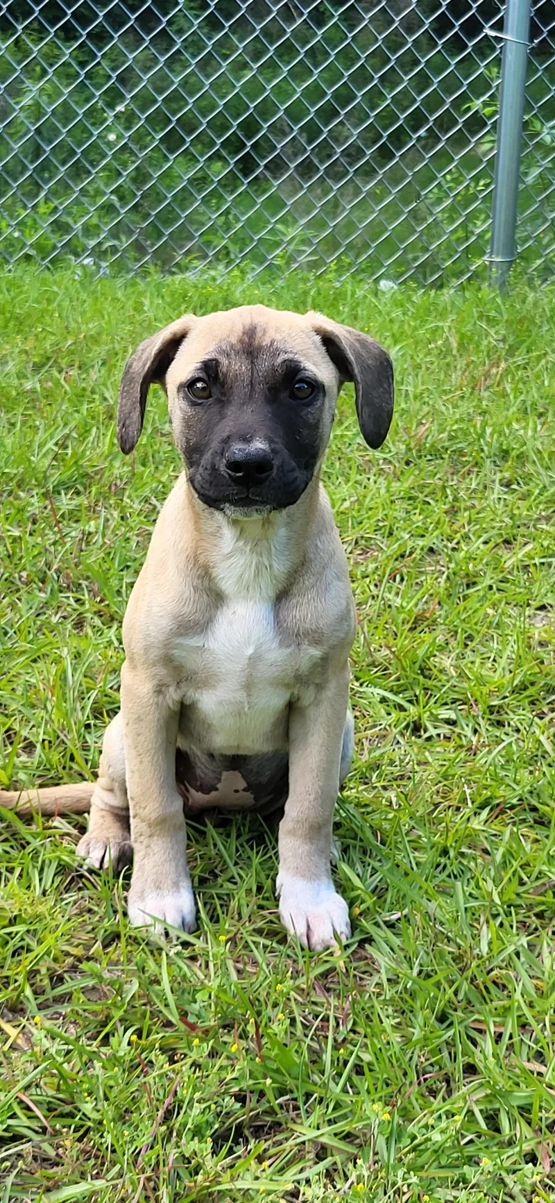 A baby medium-sized female Yellow / Tan / Blond / Fawn Mixed Breed dog named Blossom for adoption in Marion, MS