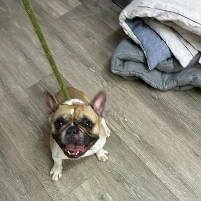 An adult small-sized female Yellow / Tan / Blond / Fawn French Bulldog dog named Sasha for adoption in Newark, NJ