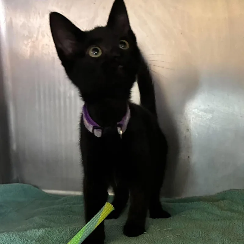 A baby medium-sized female Black Domestic Short Hair cat named Shadow for adoption in Petersburg, IL