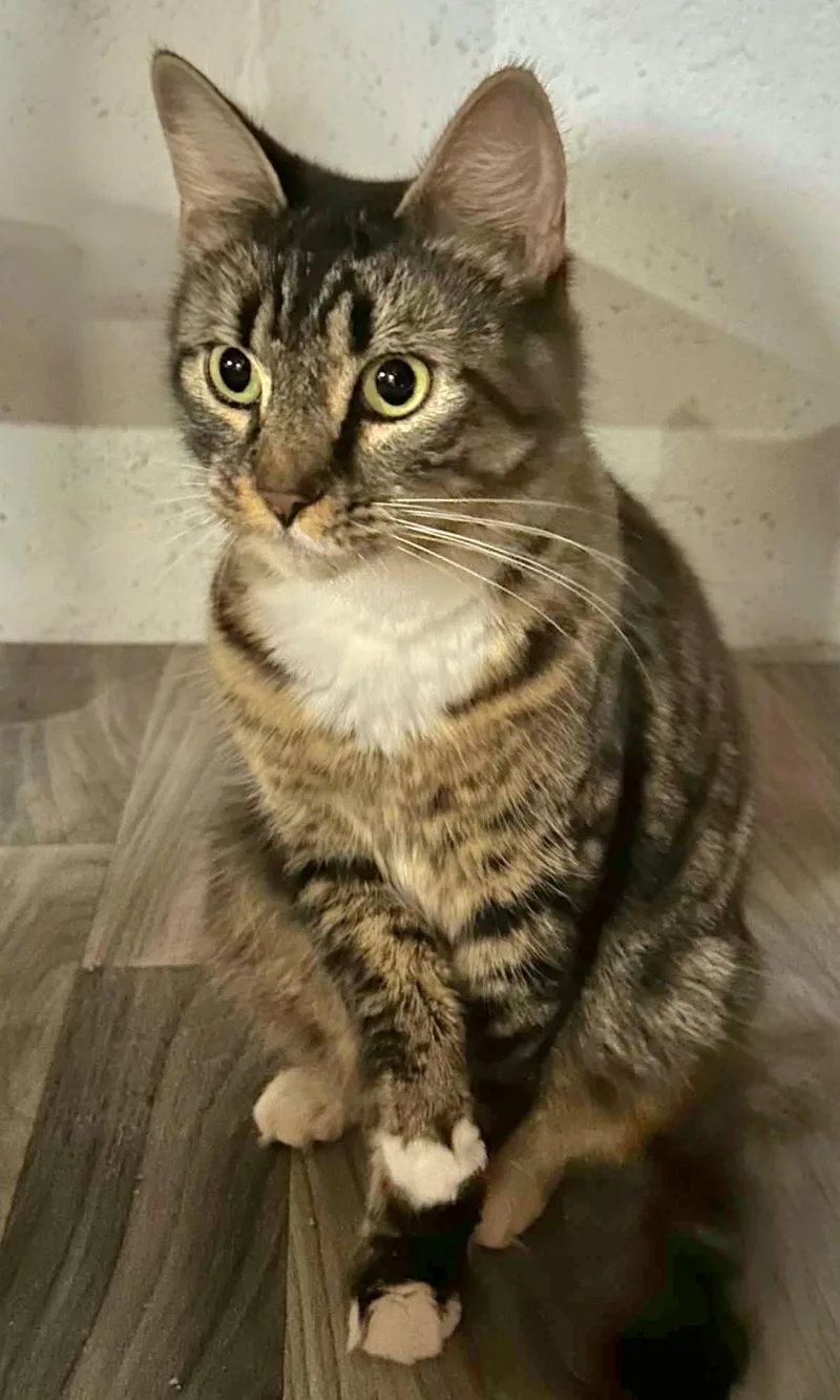 A young medium-sized female Domestic Short Hair cat named Saffron for adoption in Attleboro, MA