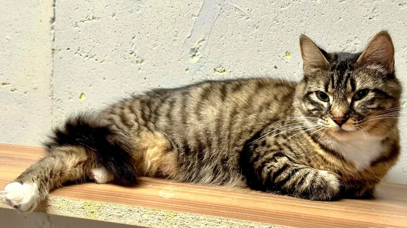 Saffron thumbnail 3