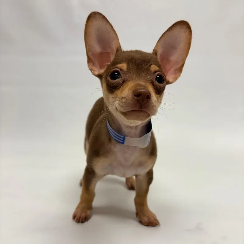 A baby small-sized female Chihuahua dog named Penelope for adoption in Parker, CO