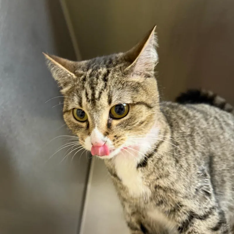 A young medium-sized female Brown / Chocolate Domestic Short Hair cat named Thea for adoption in Auburn, AL