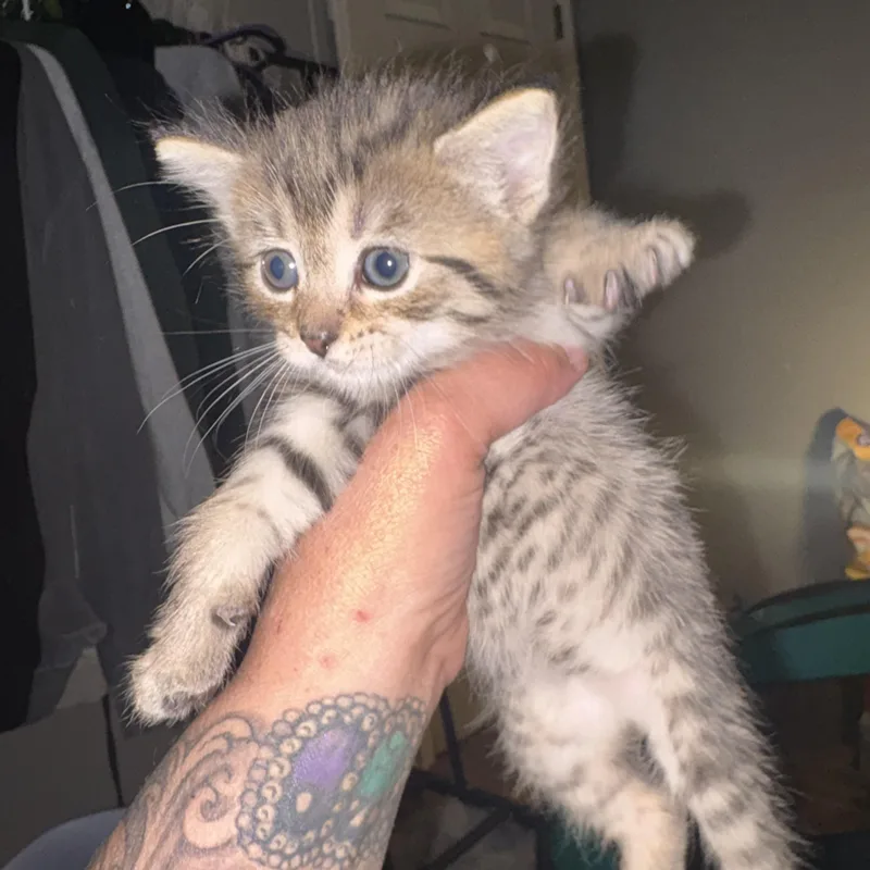 A baby medium-sized male Brown / Chocolate Domestic Short Hair cat named Tigger for adoption in Moriches, NY