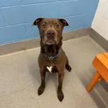 A senior large-sized male Brown / Chocolate Pit Bull Terrier dog named Lil Man for adoption in Hilliard, OH
