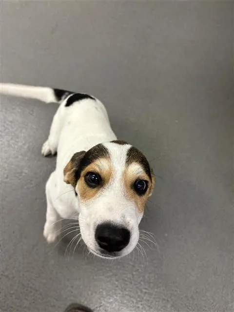 A baby small-sized male Beagle dog named La Beouf for adoption in Corpus Christi, TX