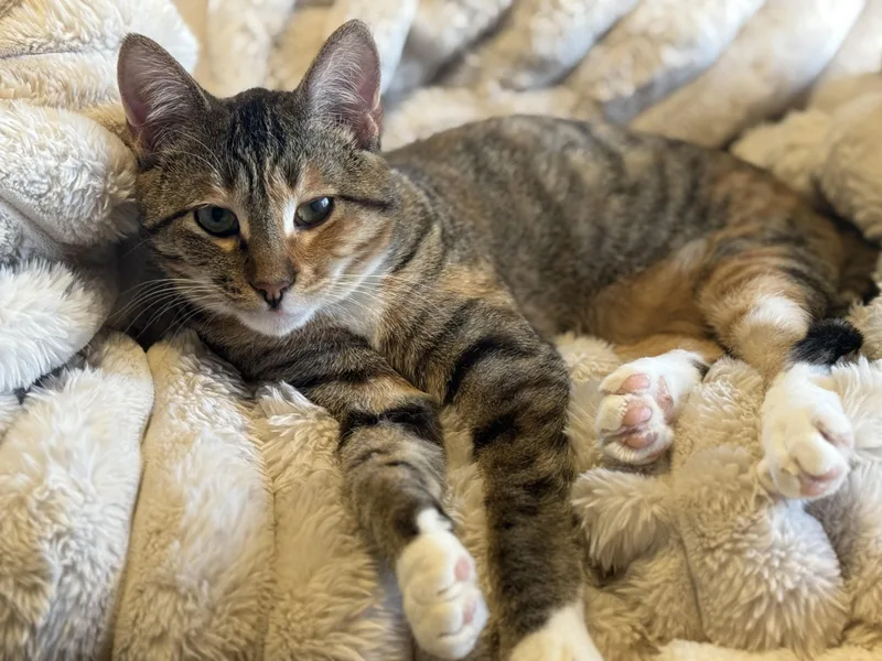 A young medium-sized female Torbie Domestic Short Hair cat named Sour Patch for adoption in Stoughton, WI