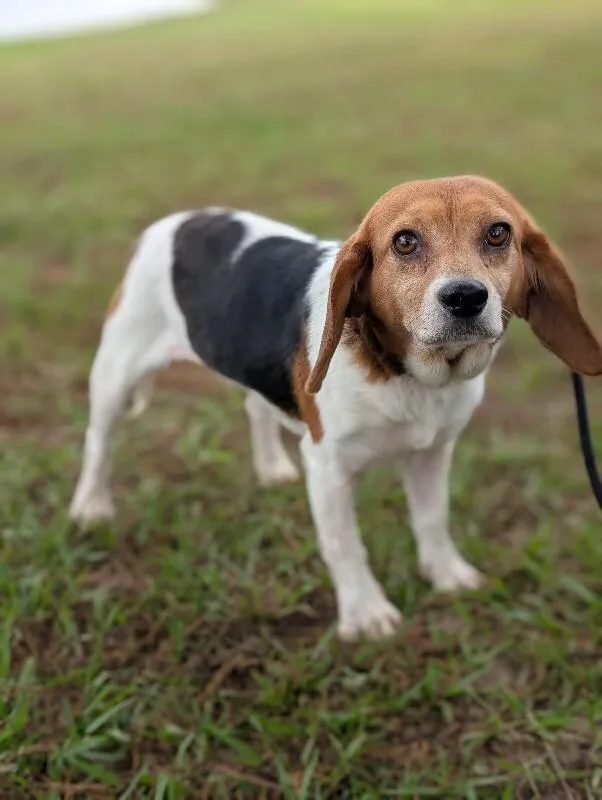 An adult small-sized female Tricolor (Brown, Black, & White) Beagle dog named Mary for adoption in Aiken, SC
