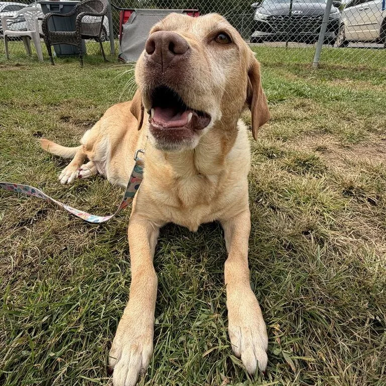 A senior large-sized female Yellow Labrador Retriever dog named Gracie for adoption in Jackson, MI