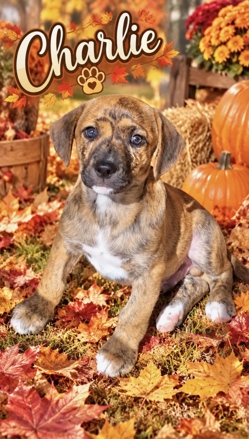 A baby medium-sized male Catahoula Leopard Dog named Charlie for adoption in Manchester, CT